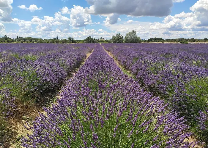 Les Champs De Provence