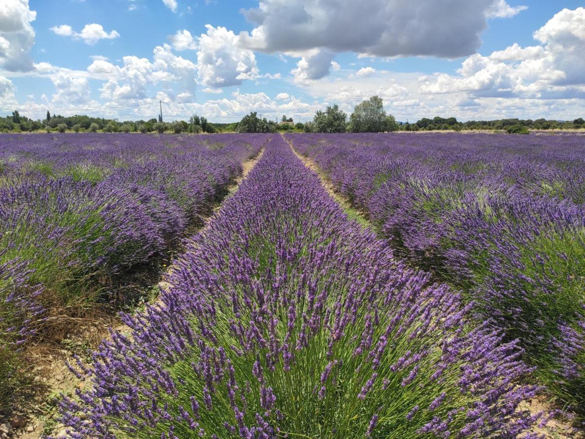 Les Champs De Provence Bed & Breakfast 3*
